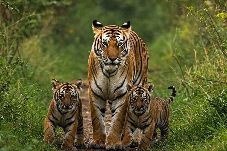 Kishanpur Wildlife Sanctuary