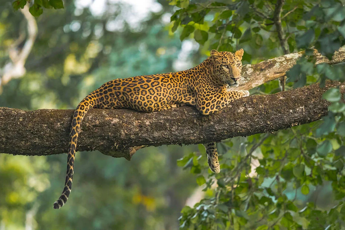 Katarniaghat Wildlife Sanctuary