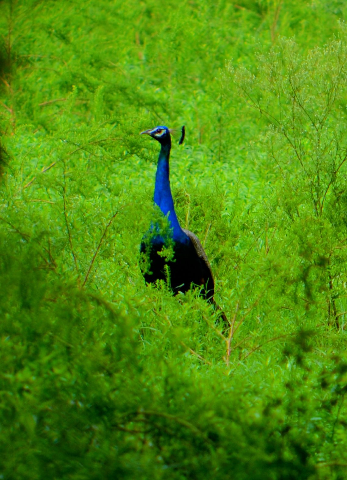 Surai Wildlife Sanctuary
